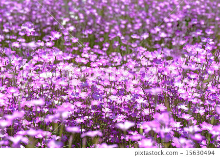 Flower garden of Mugi senne 15630494