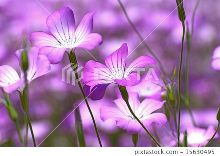 Mugi sen no在花園裡 15630495