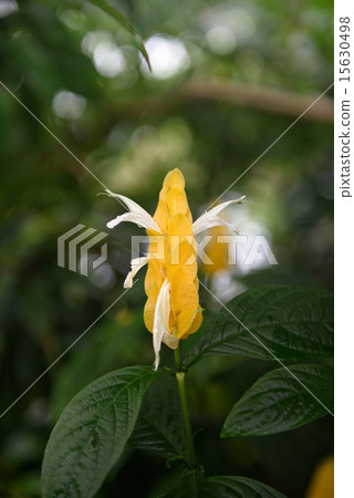 Pakistakis花特寫鏡頭 15630498