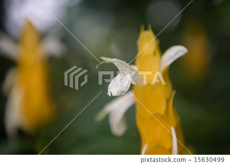 Water drop Pakistakis petal 15630499
