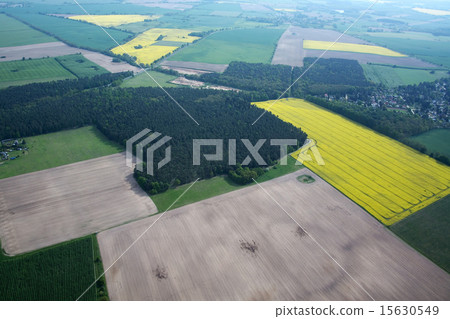 Rape Field 15630549