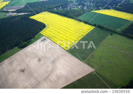 Rape Field 15630550