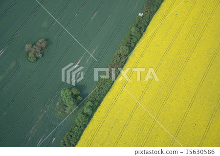 Rape Field 15630586
