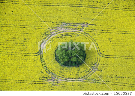 Rape Field 15630587