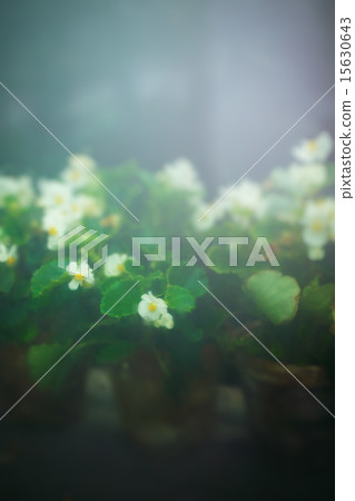 Abstract Nature Background with Pink Flowers Abstract Nature Background with Pink Flowers 15630643