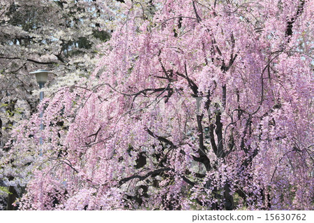 櫻花在弘前 15630762