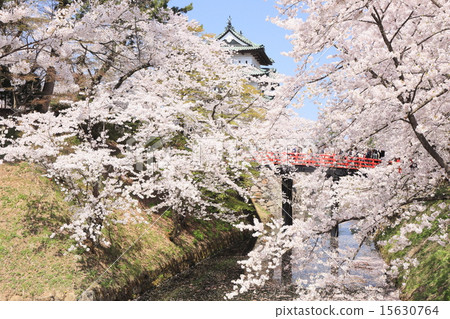櫻花在弘前 15630764