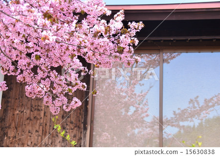 反映Yu Yamazakura的窗口 15630838