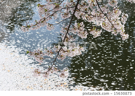 Cherry tree in Hirosaki Cherry tree in Hirosaki 15630873