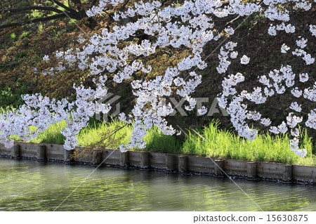 櫻花在弘前 15630875