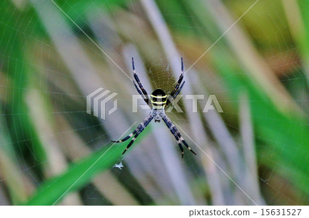 Cogalatidae Cogalatidae 15631527