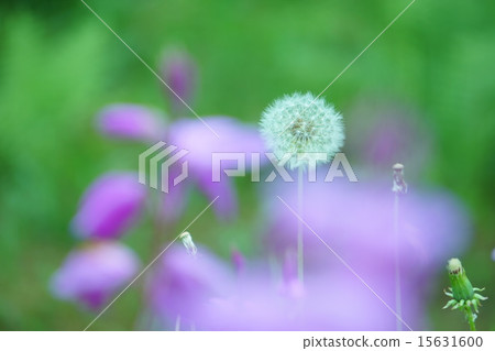 蒲公英的絨毛 蒲公英的絨毛 15631600