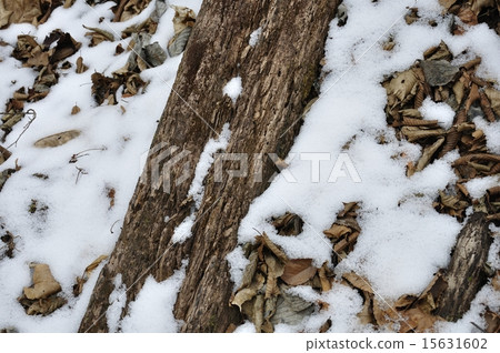 說謊在死的樹的雪 說謊在死的樹的雪 15631602