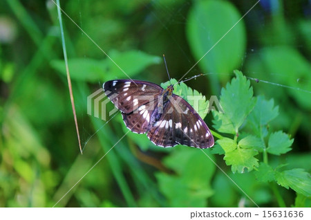 Asamama Ichimonji Asamama Ichimonji 15631636