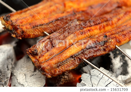 鰻魚 鰻魚 15631709