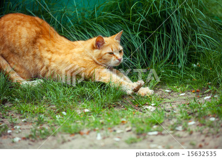Ginger cat stretches on grass 15632535