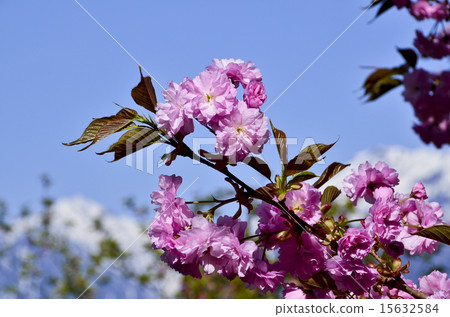 從大町,市民的森林 從大町,市民的森林 15632584