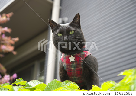 black cat black cat 15632595