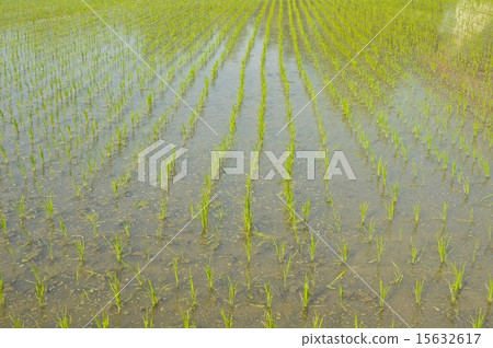 Paddy paddy field (Saitama prefecture Saitama city) 15632617