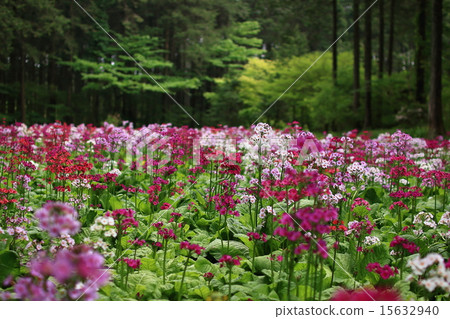 Clinic Clinic 15632940