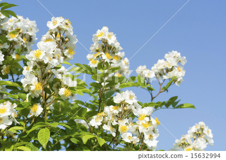 五月盛開的野玫瑰 五月盛開的野玫瑰 15632994