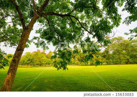 Trees in a park with green lawn 15633083