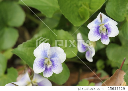 Viola·Sororia 15633329