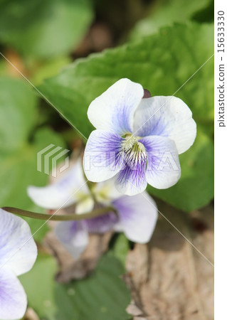 Viola·Sororia Viola·Sororia 15633330