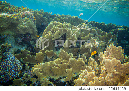 Corals castle 15633439