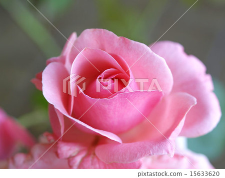 Rose 15633620