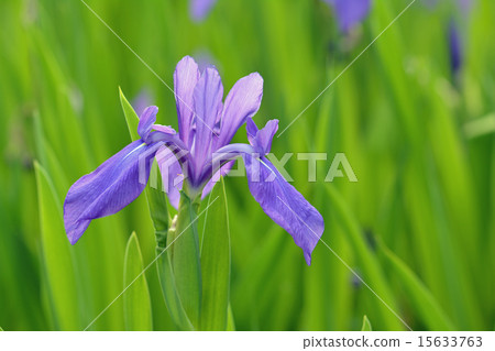 鳶尾花 15633763