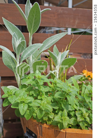 種植草藥 種植草藥 15634358