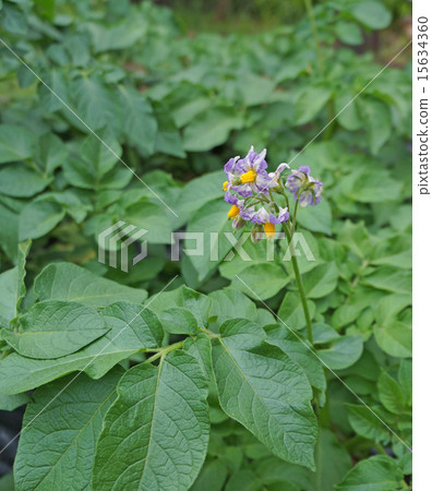 Potato flowers Potato flowers 15634360
