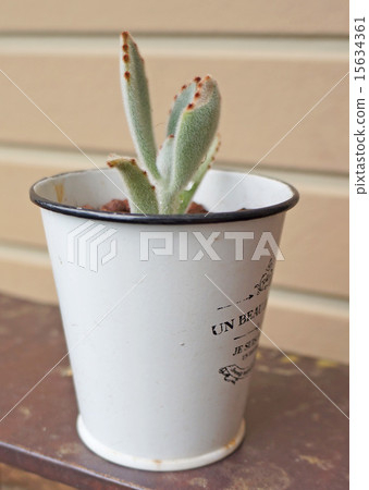 多汁植物 15634361