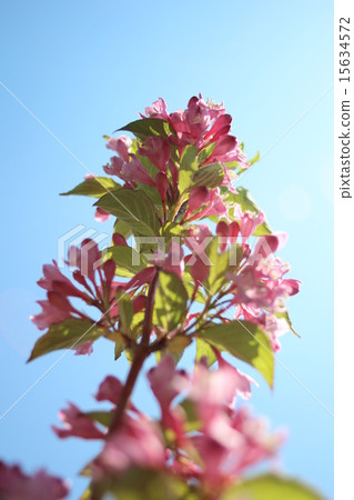 紅花栗子 15634572