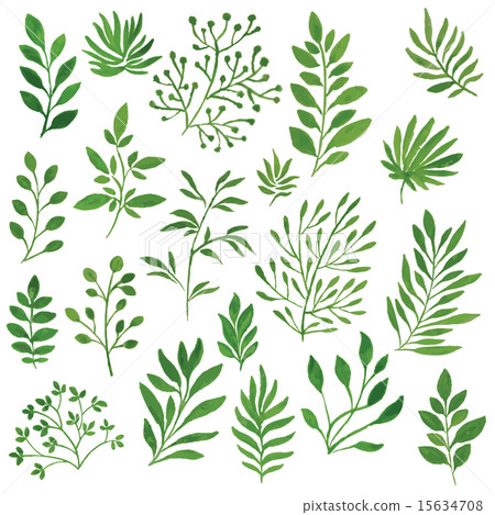 set of green branches painted in watercolor set of green branches painted in watercolor 15634708