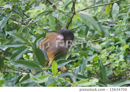 Squirrel monkey Squirrel monkey 15634709