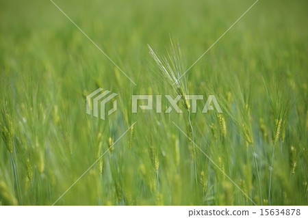 Ear of wheat 15634878