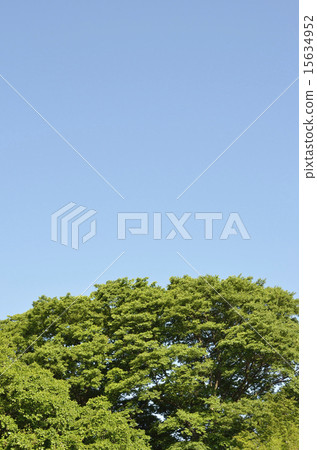 Blue sky and zelkova 15634952