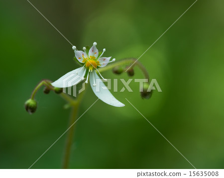Small mountain wild grass Yukinoshita 15635008