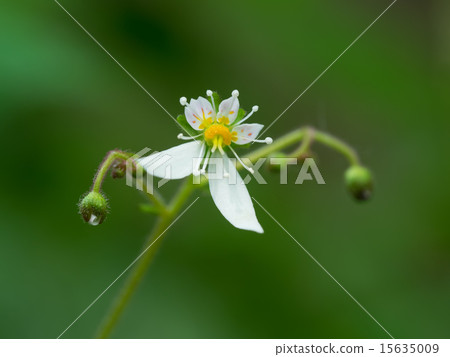 小山野草Yukinoshita 15635009