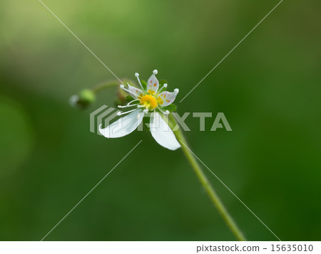 小山野草Yukinoshita 15635010