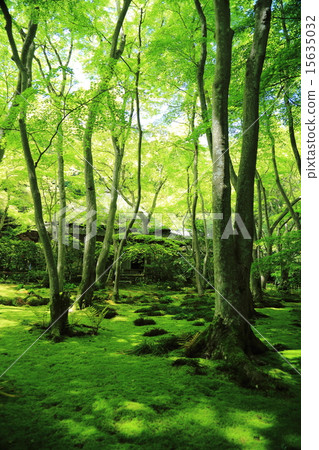 Fresh green of Gioji 15635032