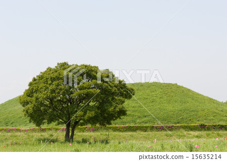 新鮮的綠色廣場 15635214