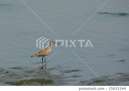 螃蟹抓到了螃蟹 15635344