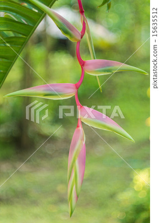 Heliconia rostrata 'Sexy Pink' ginger flower Heliconia rostrata 'Sexy Pink' ginger flower 15635512