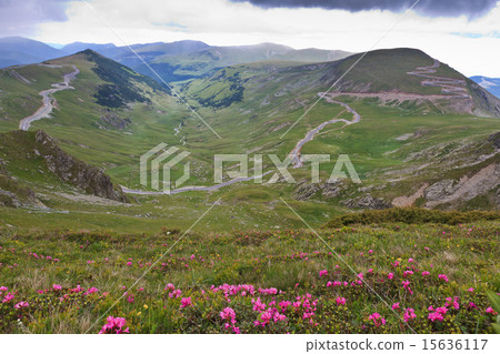 alpine road 15636117