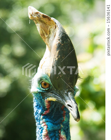 Southern cassowary - Casuarius casuarius Southern cassowary - Casuarius casuarius 15636141