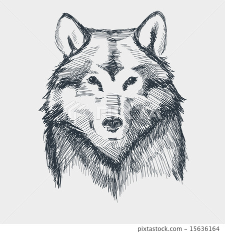 Wolf head grunge hand drawn sketch vector illustration Wolf head grunge hand drawn sketch vector illustration 15636164