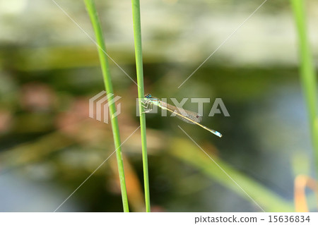 Ao montitonbo 15636834